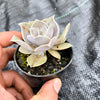 Echeveria Subalpinum
