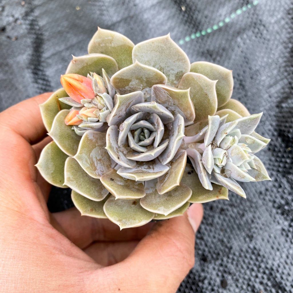 Echeveria Subalpinum