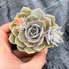 Echeveria Subalpinum