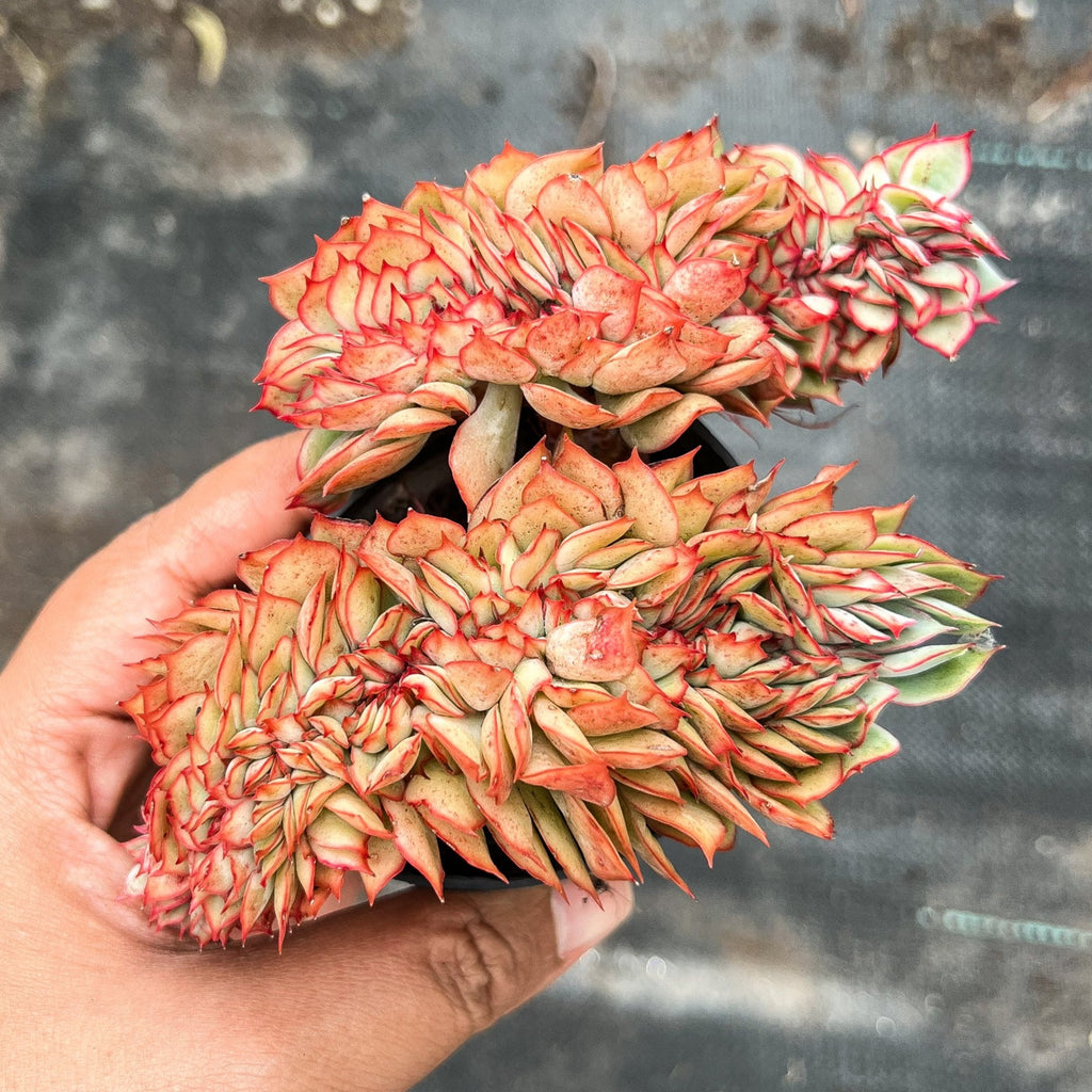Echeveria 'Moon Gadnis' CREST