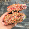 Echeveria 'Moon Gadnis' CREST