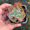 Echeveria 'Blue Curls'