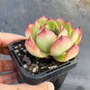 Echeveria 'Puli-lindsayana'