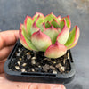 Echeveria 'Puli-lindsayana'