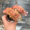 Echeveria 'Moon Gadnis' CREST