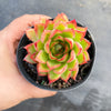 Echeveria 'Yamatoren'