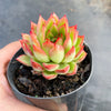 Echeveria 'Yamatoren'