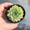 Echeveria 'Yamatoren'