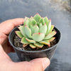 Echeveria 'Yamatoren'