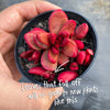 Crassula Clavata