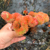 Sedum mexicanum/reflexum f. cristata