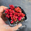 Crassula Clavata
