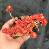 Sedum mexicanum/reflexum f. cristata