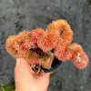 Sedum mexicanum/reflexum f. cristata