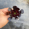 Aeonium 'Big Bang' (1 x CUTTING)