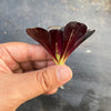 Aeonium 'Big Bang' (1 x CUTTING)