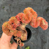 Sedum mexicanum/reflexum f. cristata