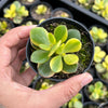 Crassula ovata crosby's compact variegate