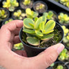 Crassula ovata crosby's compact variegate
