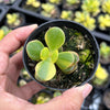 Crassula ovata crosby's compact variegate