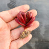 Crassula Clavata