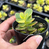 Crassula ovata crosby's compact variegate