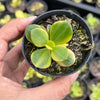 Crassula ovata crosby's compact variegate