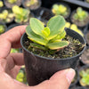 Crassula ovata crosby's compact variegate