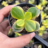 Crassula ovata crosby's compact variegate
