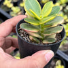 Crassula ovata crosby's compact variegate
