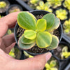 Crassula ovata crosby's compact variegate