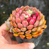 Echeveria setosa var. deminuta x lilacina