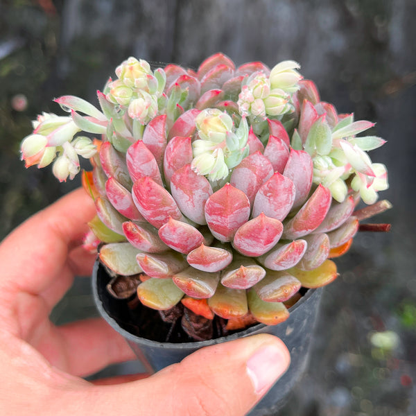Echeveria setosa var. deminuta x lilacina – LET LOVE GROW
