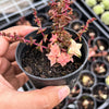Crassula capitella ssp thyrsiflora variegated (The Pyramid Variegated)