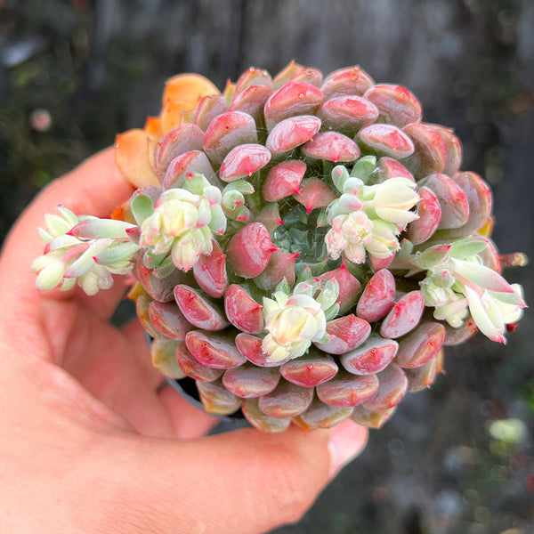 Echeveria setosa var. deminuta x lilacina – LET LOVE GROW