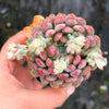 Echeveria setosa var. deminuta x lilacina