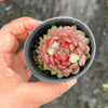 Echeveria setosa var. deminuta x lilacina
