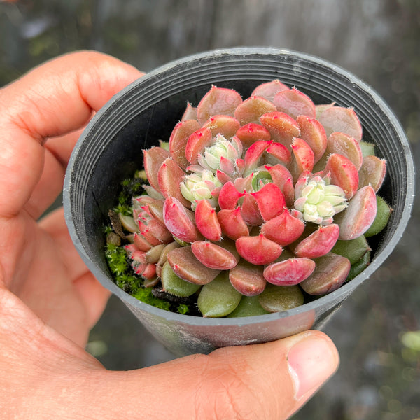 Echeveria setosa var. deminuta x lilacina – LET LOVE GROW