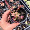 Crassula capitella ssp thyrsiflora variegated (The Pyramid Variegated)