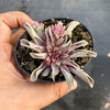 Echeveria 'Fantastic Fountain'