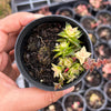 Crassula capitella ssp thyrsiflora variegated (The Pyramid Variegated)