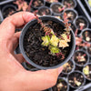Crassula capitella ssp thyrsiflora variegated (The Pyramid Variegated)