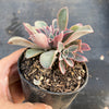 Echeveria 'Fantastic Fountain'