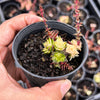Crassula capitella ssp thyrsiflora variegated (The Pyramid Variegated)