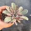 Echeveria 'Fantastic Fountain'