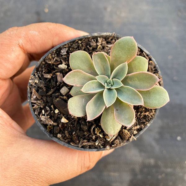 fantastic fountain succulent Echeveria 'Fantastic Fountain' – LET LOVE GROW (Succulent & Cactus)