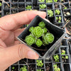 Crassula Emerald (3-4H)