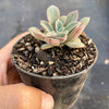 Echeveria 'Fantastic Fountain'
