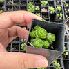 Crassula Emerald (3-4H)