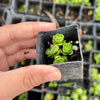 Crassula Emerald (3-4H)